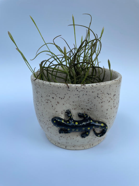 Planter - Spotted Salamander